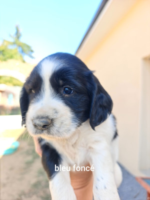 Chiot N°1