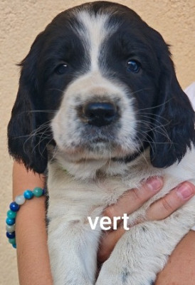 Chiot N°3