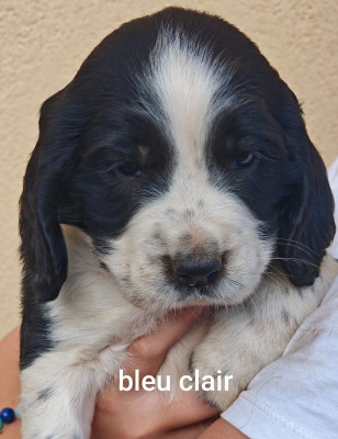 Chiot N°4