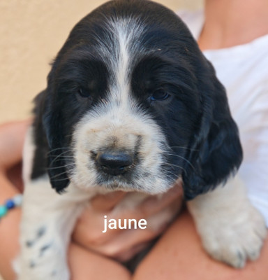 Chiot N°2
